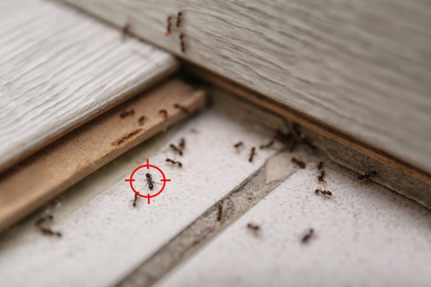 Best Flea Control Services  in Los Chaves, NM